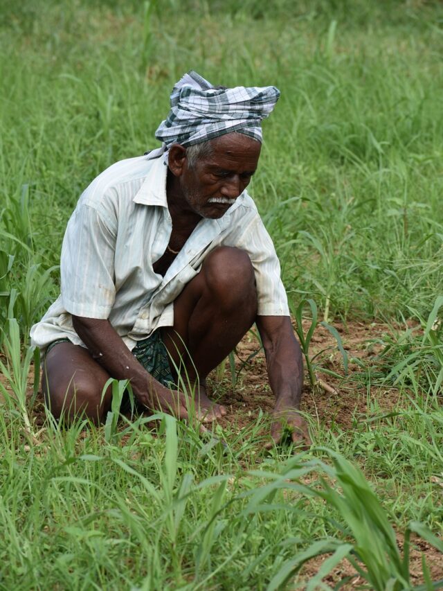 नमो शेतकरी सन्मान निधी योजनेचा  4 था हप्ता कधी होणार जमा.