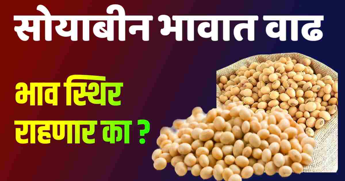 सोयाबीन बाजार भाव