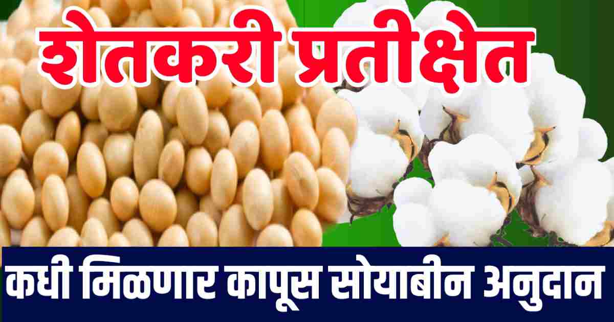 Kapus soybean anudan