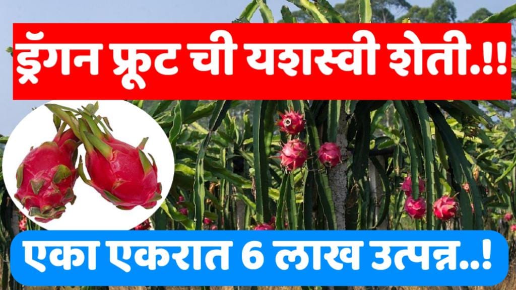 dragon fruit farming