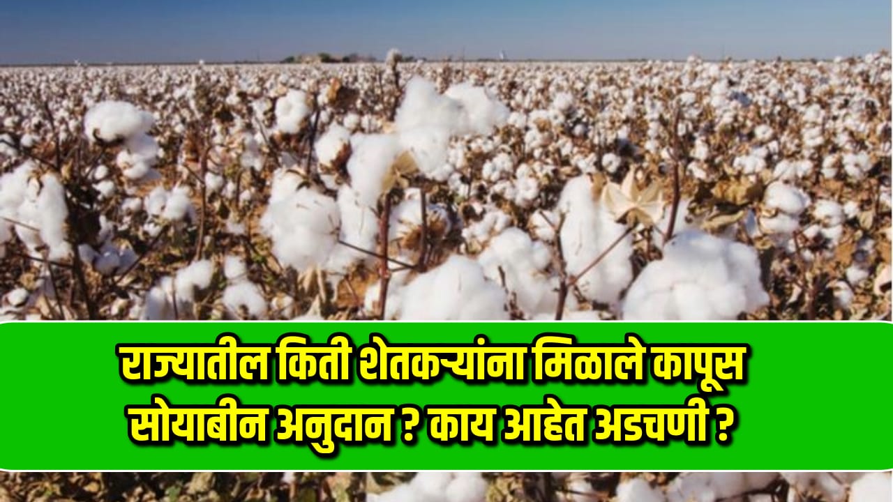 Kapus Soyabean Anudan 2024