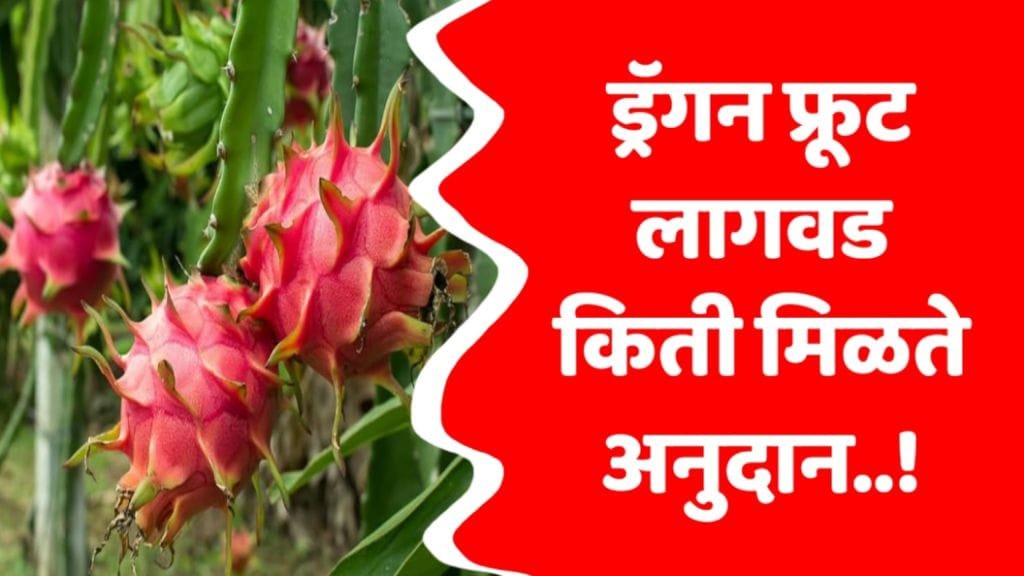 Dragon fruit anudan