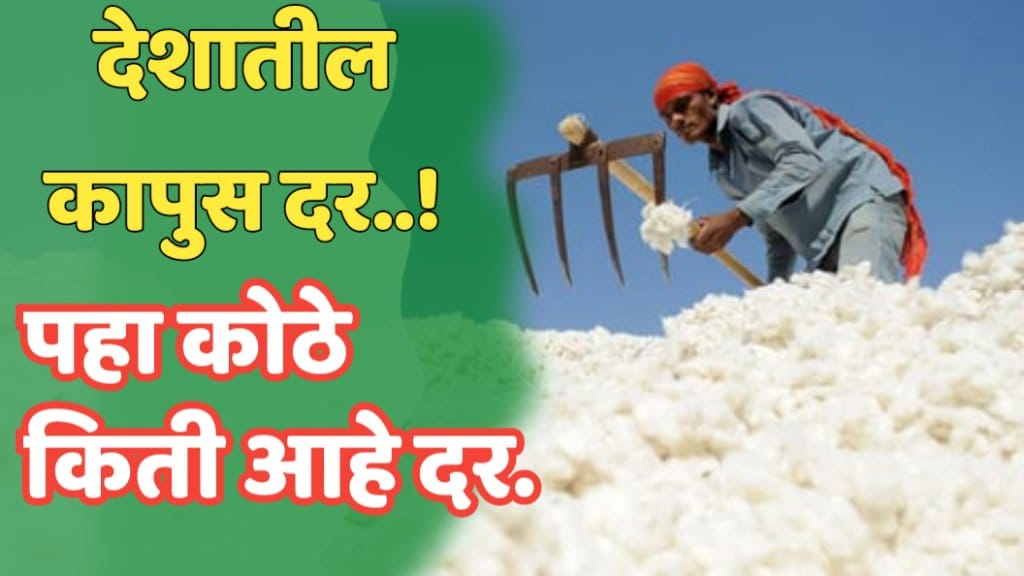 Cotton Rate