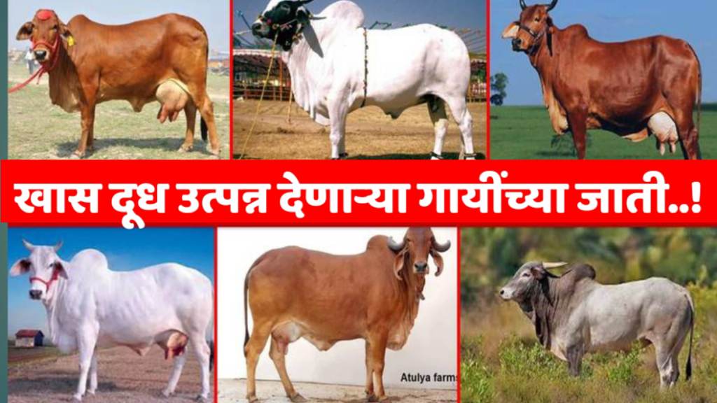 best Cow verity