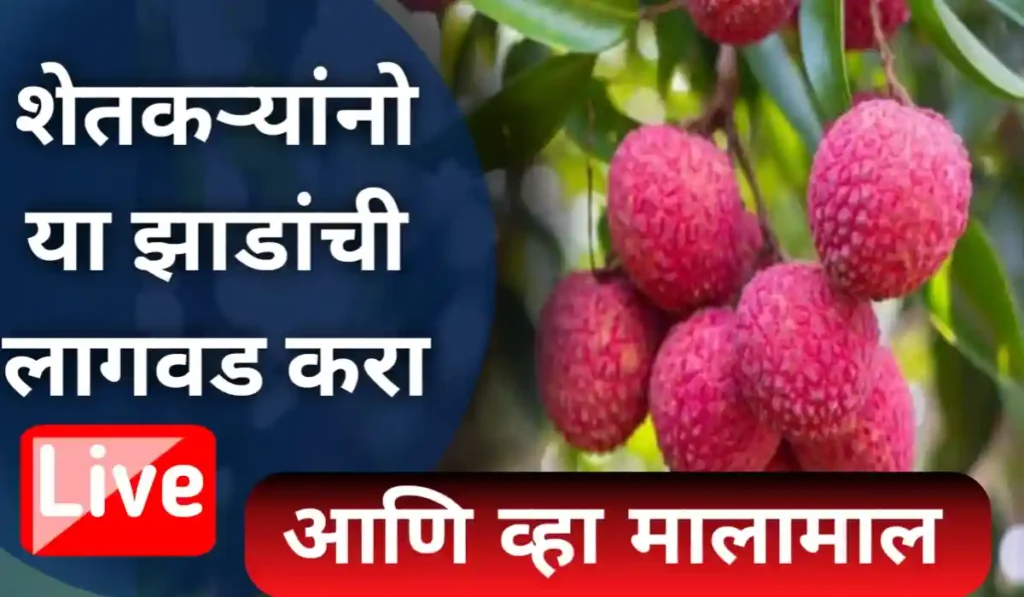 Lychee Cultivation