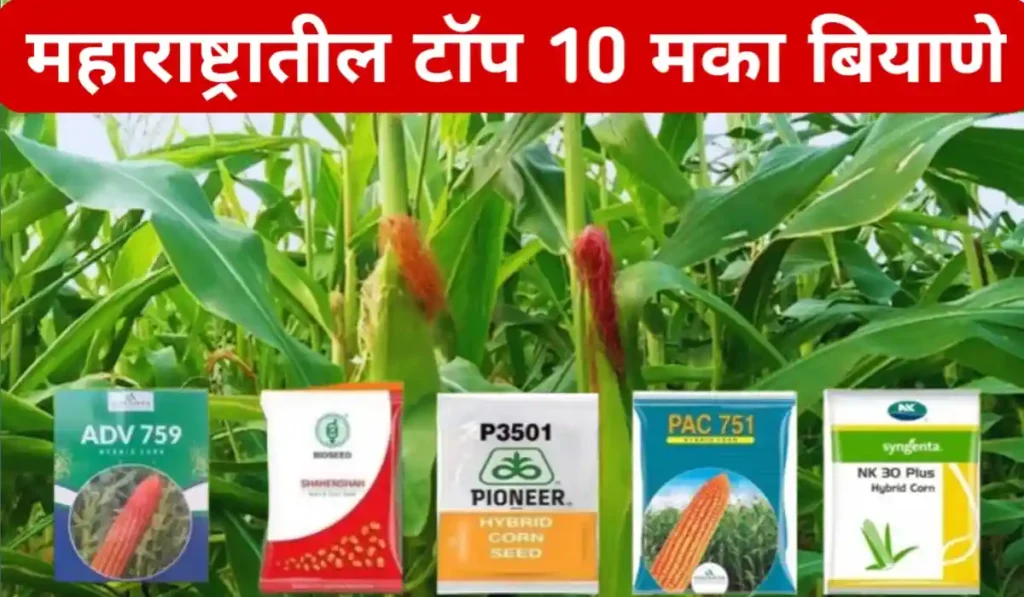 Maka Top 10 Biyane