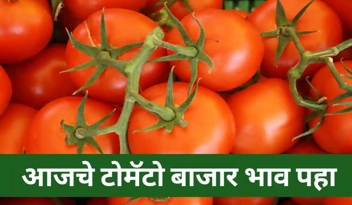 Tomato Bajarbhav